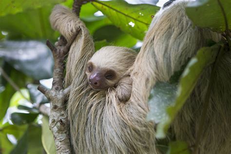 How much do sloths sleep? - The Sloth Conservation Foundation