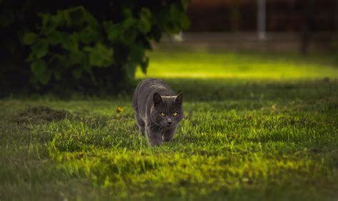 Free Images : tree, nature, grass, lawn, sunlight, morning, leaf ...