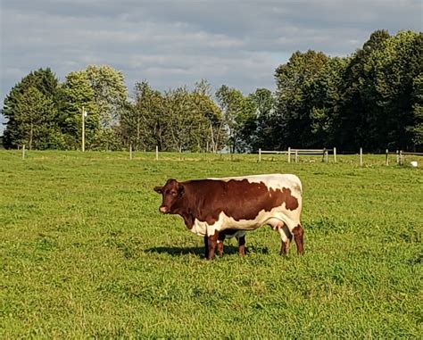 Austrian Fullblood Pinzgauer Cattle | Abundant Life Ranch | Rib Lake, Wisconsin