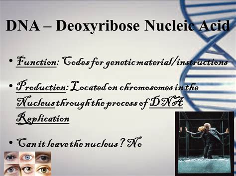 Deoxyribose Function