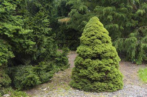 How to Grow and Care for Dwarf Alberta Spruce Shrubs