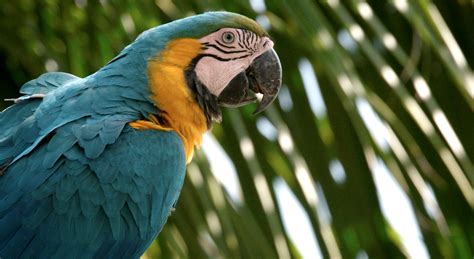 Wild Macaws Using Artificial Nests in Tambopata Amazon Jungle – Nature ...