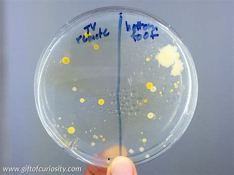 bacteria art petri dish