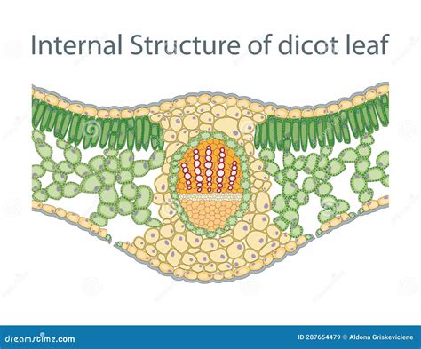 Anatomy of Dicot Leaf Diagram Stock Illustration - Illustration of ...