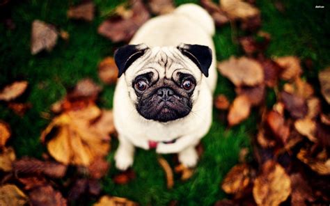 Pug Wallpapers - Wallpaper Cave