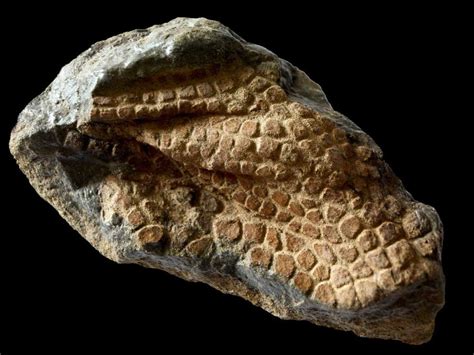 Fossilized Dinosaur Skin : pics