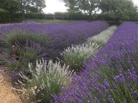 Norfolk Lavender, Norfolk. | Norfolk lavender, Plants, Norfolk