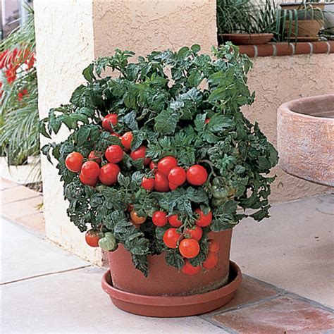 Tomato, Patio Hybrid , Weed Killer: Totally Tomatoes