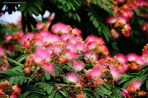 20 - MIMOSA SILK TREE Albizia Julibrissin SEEDS For Sale - Item #1508286