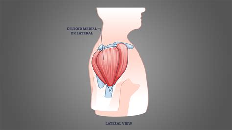 Anterior Deltoid Muscles