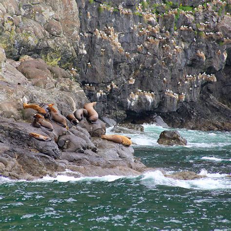 Resurrection Bay Cruise — Storied Traveling