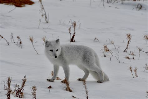 Subarctic Wildlife Beyond the Polar Bear - Active Boomer Adventures