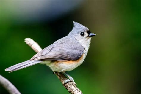 Small birds in Florida – Global Birding Initiative