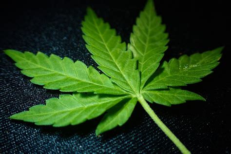 Does Medical Marijuana Help with Neuropathy?