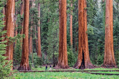 Buckeye Tree Lodge | Hotels Near Sequoia National Park | United States