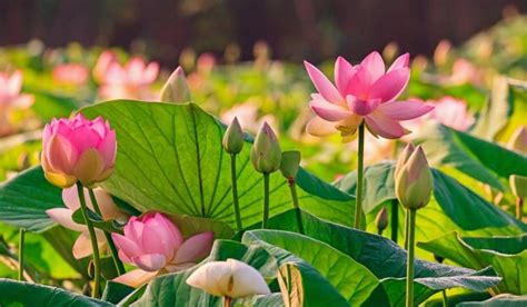 Vietnam's national flower: A divinely beautiful symbol