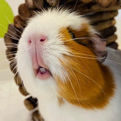 Guinea Pig Lips on Twitter: "Sort this out @Petco! 😡…