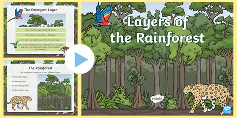 Layers of the Rainforest for Kids - PowerPoint Resource