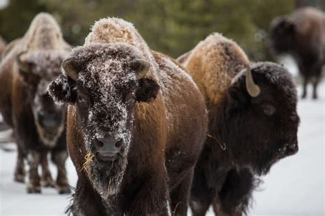 10 Amazing Animals Found Only In North America - The Mysterious World