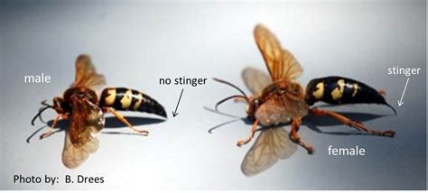 Dr. Fire Ant's Musings: Cicada Killer antics