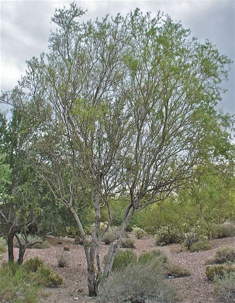 Flowering Beauty: Photos of Desert Ironwood Trees | Live Science