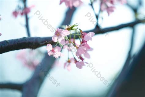 Spring Cherry Blossom Photography Map Blossoms | PSD Backgrounds Free ...