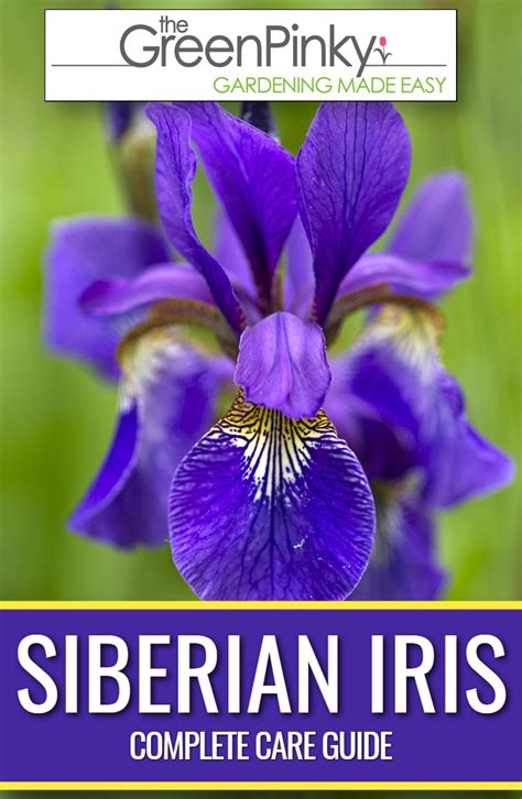 How to Grow Siberian Iris? — Comprehensive Grow Guide