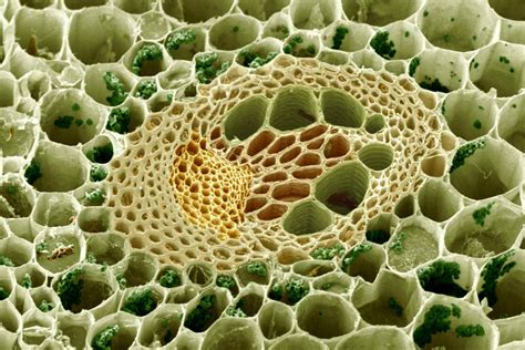 Learn About Plant Cell Types and Organelles