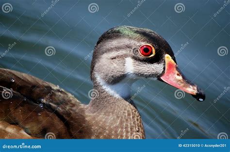 Wood Duck in Eclipse Plumage Stock Photo - Image of baby, mallard: 42315010