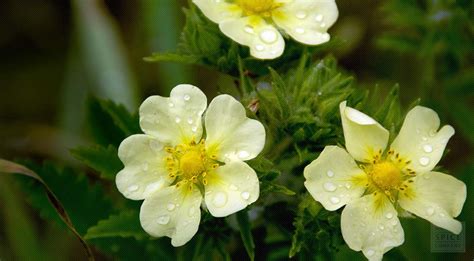 Cinquefoil Bulk and Cinquefoil as an Astringent