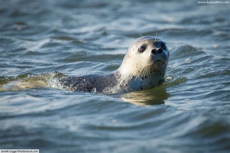 Arctic Seals: A List Of Seals That Live In The Arctic, With Pictures ...