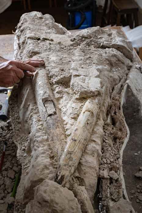 California Park Ranger Discovers Massive Cache of Miocene Epoch Fossils ...