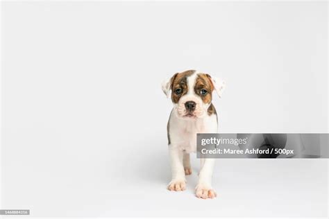 Portrait Of Bullpit Bull Terrier Sitting On White Background Brisbane Queensland Australia High ...