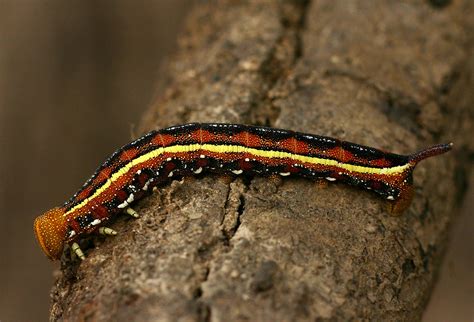 Sphingidae caterpillar | This Sphingidae caterpillar I found… | Flickr