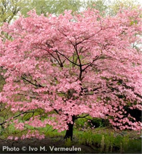 letter Example: Flowering Dogwood Trees Zone 9 : Pink Dogwood Tree On ...