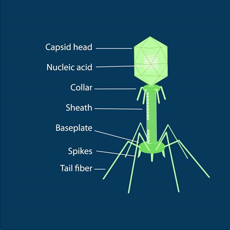 The Bacteriophage | Science Amino