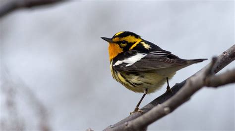 Find out which national park sites have the most bird species, with a ...