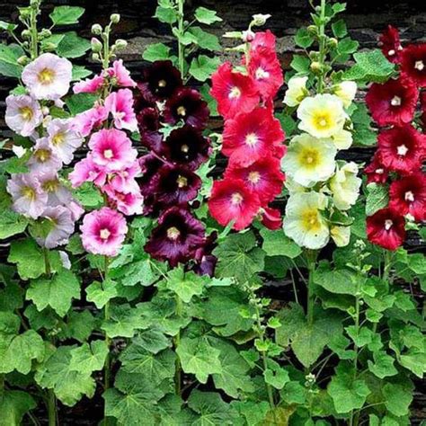 Hollyhock Seeds Online