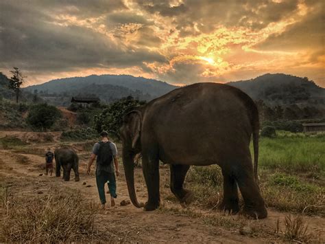 Why You Shouldn’t Ride Elephants In Thailand - Impulse Odyssey