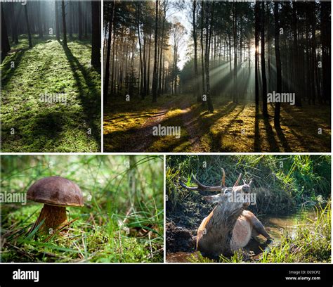 Wild flora and fauna in the forest Stock Photo - Alamy