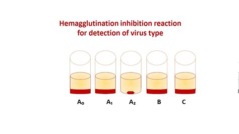 Reaction of Hemagglutination inhibition for detection of influenza ...