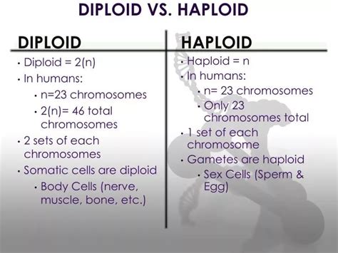 Haploid And Diploid - astonishingceiyrs