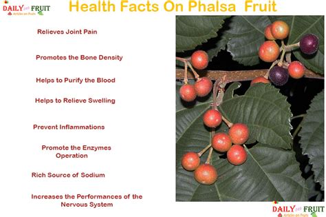 Interesting Health Facts On Phalsa Fruit - dailyonefruit