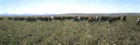 Summer legume forage crops: cowpeas, lablab, soybeans