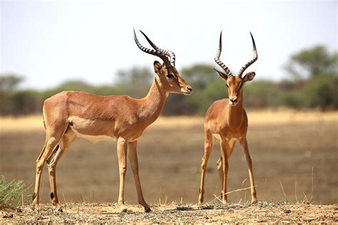 Namibia wildlife Photography Tour extension, 1-5 April 2022 | Daniel Kordan