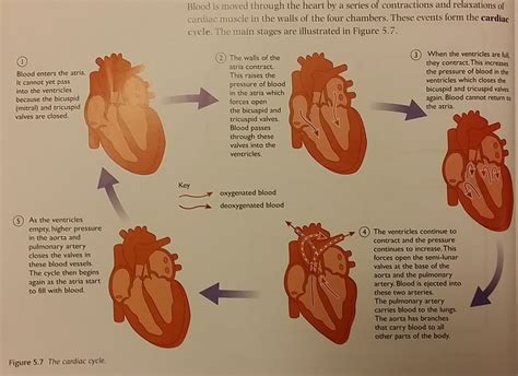 View Real Human Heart Diagram And Function Background | World of Images