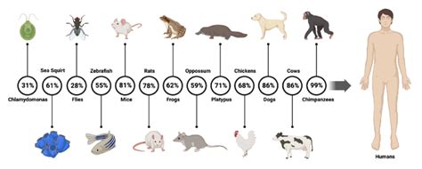 Animal model and orthologs similarity for the human RSPH4A gene ...