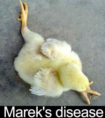 Poultry Management with Diseases and Treatment: Marek's disease