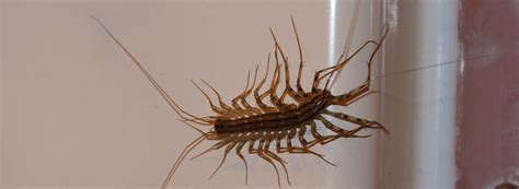 The House Centipede: Facts, Bite, Behavior | Western Exterminator