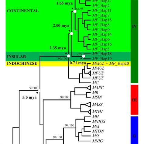 Y-chromosome phylogenetic tree constructed using the haplotypes of... | Download Scientific Diagram